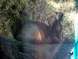 Tiergarten Schönbrunn am 27.01.2026